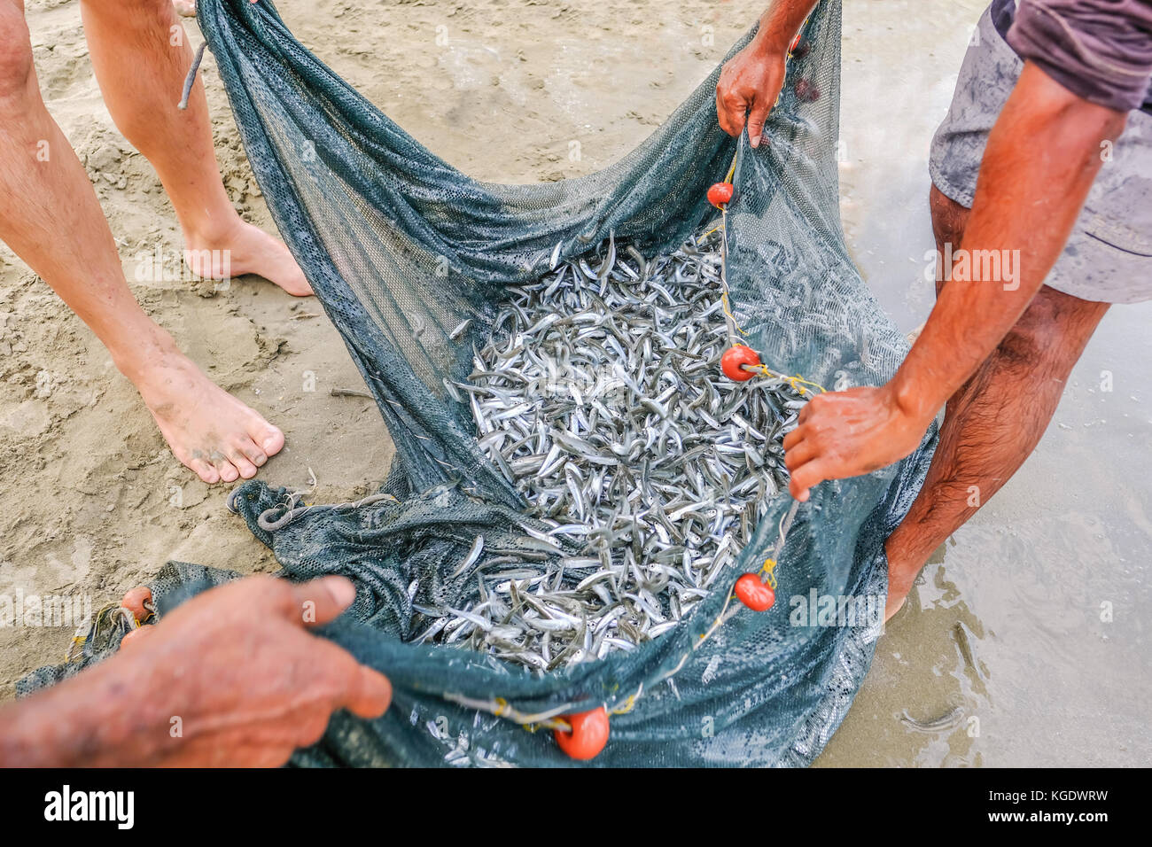 Schwarm von whitebait Fisch in einem Netz am Rande des Meeres am Strand gefangen. Nahaufnahme. Stockfoto