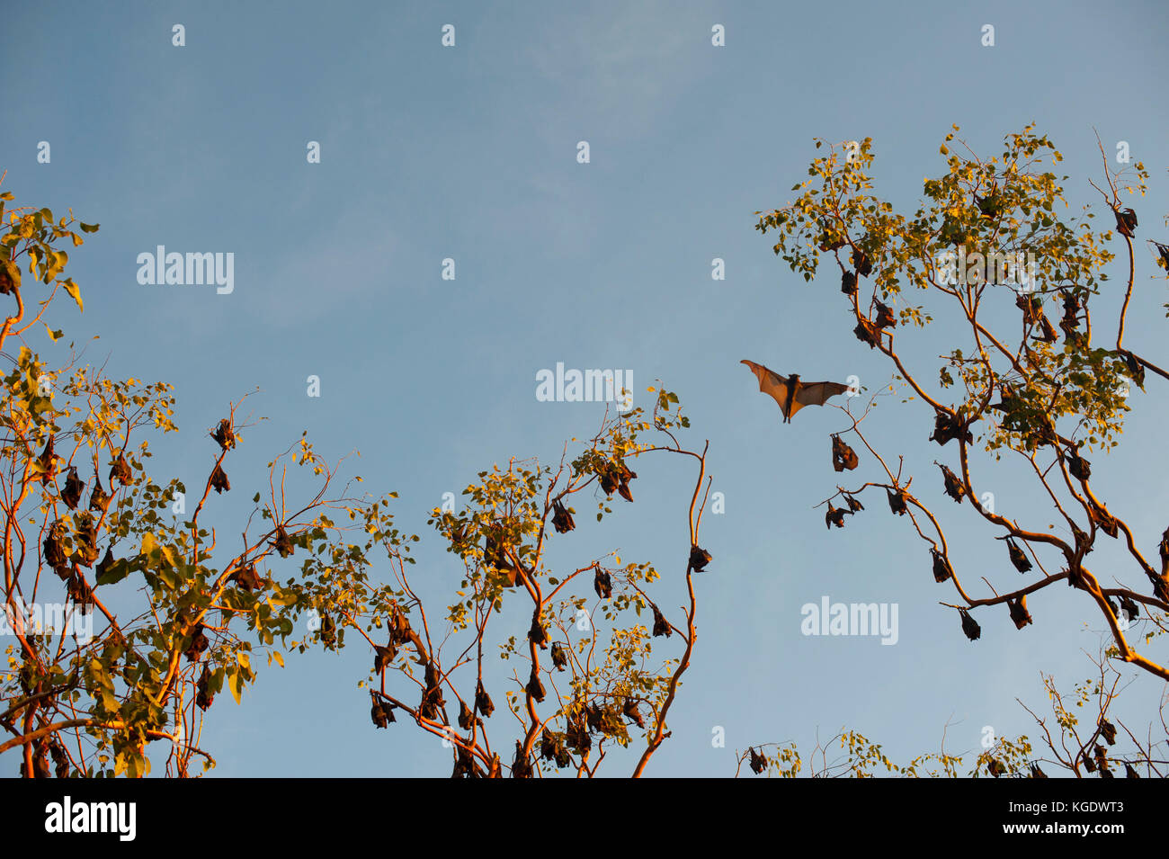 Eine Kolonie von kleinen roten Flying foxes hat sich im Nitmiluk National Park an der Mündung der Katherine Gorge im Northern Territory genommen Stockfoto