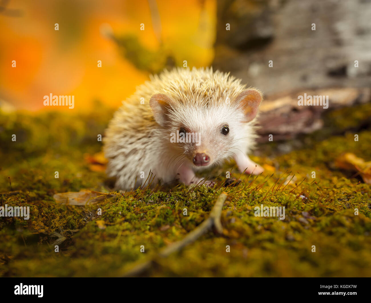 Kleine afrikanische pygmy Hedgehog Stockfoto