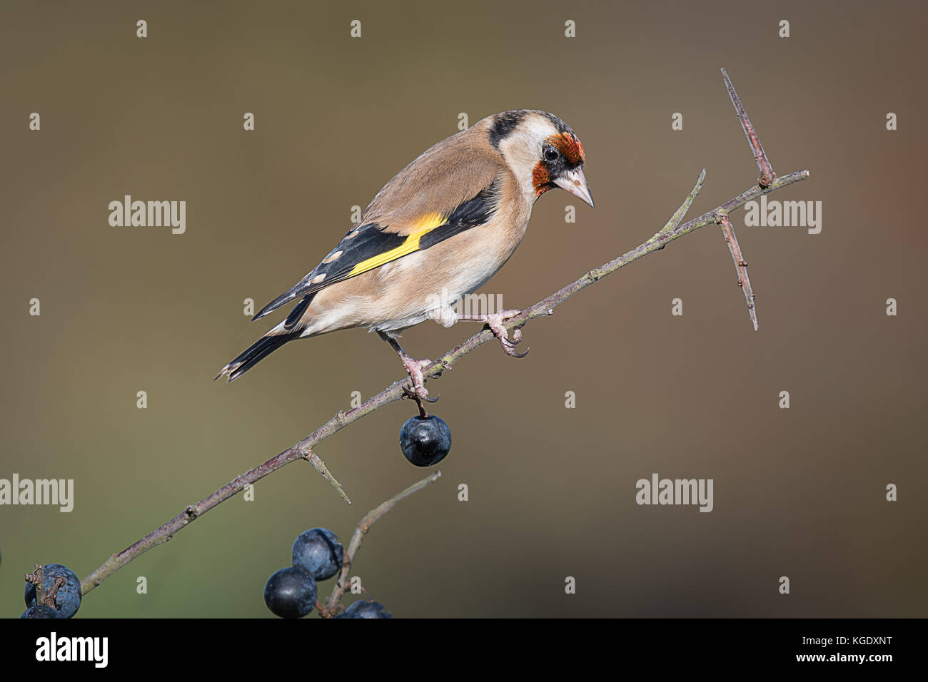 Ein goldfinch auf einem blackthorn Zweigstelle in einer Hecke mit schlehe gehockt Stockfoto