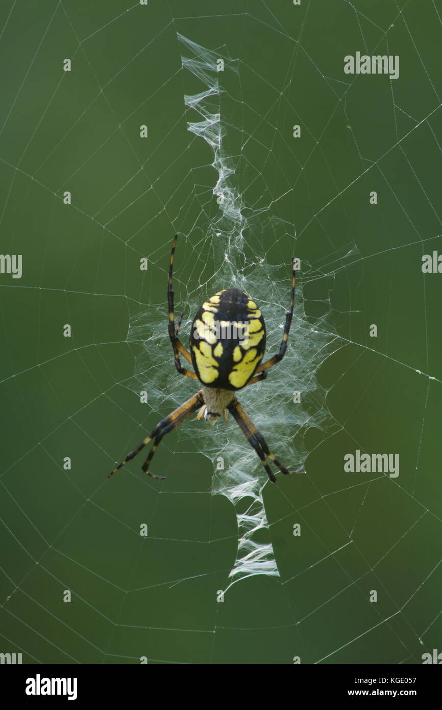 Ein goldenes Orb weaver Spider sitzt auf seiner Web in Durham, NH. Stockfoto