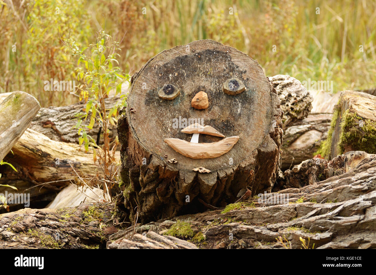 Holz- Wunder im Wald spähen aus dem Stapel der Stümpfe. Stockfoto