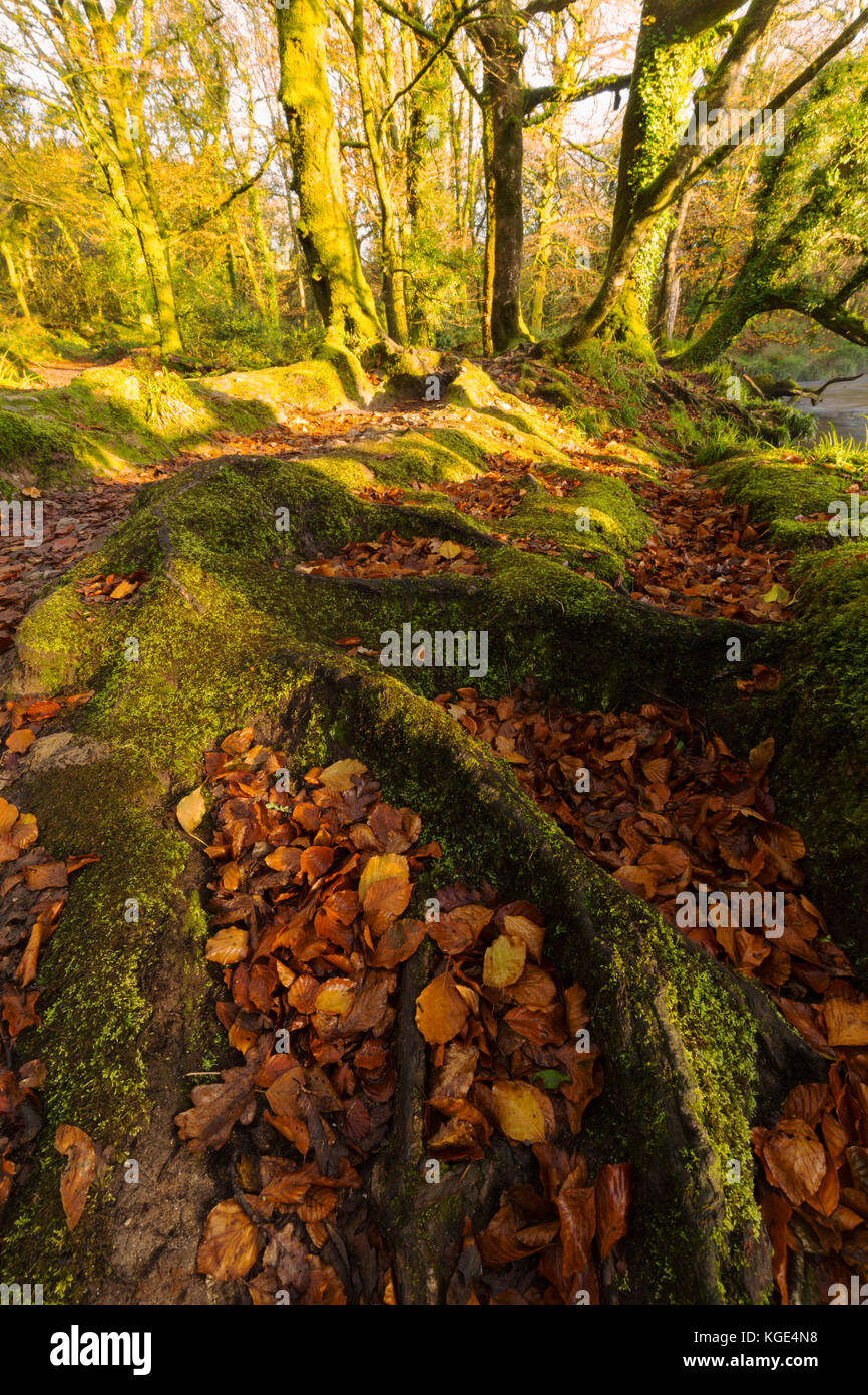 Herbst im goiltha Woods im Osten Cornwall Stockfoto