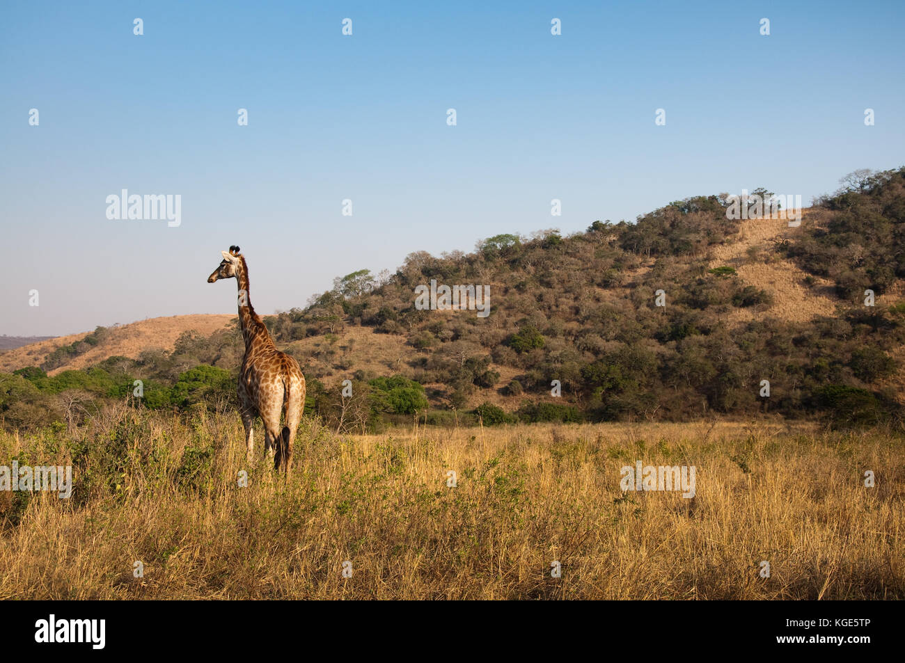 Südliche Giraffe (giraffa giraffa) zu Fuß auf einer Straße - infolozi in Hluhluwe Game Reserve in Südafrika. Stockfoto