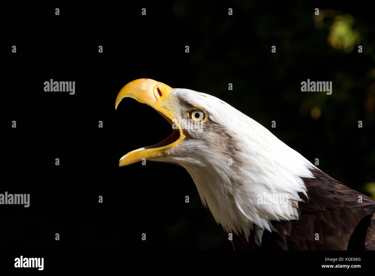 Die große weiße Leiter der Weißkopfseeadler, wie sie Macht ein Ohr Piercing cry, Schnabel weit offen Stockfoto