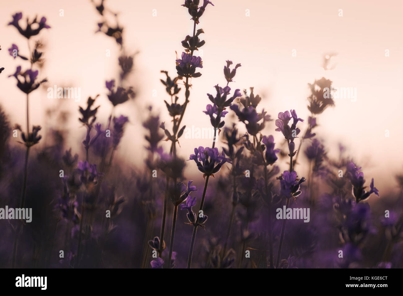 Lavendel aufstehen im Feld Stockfoto