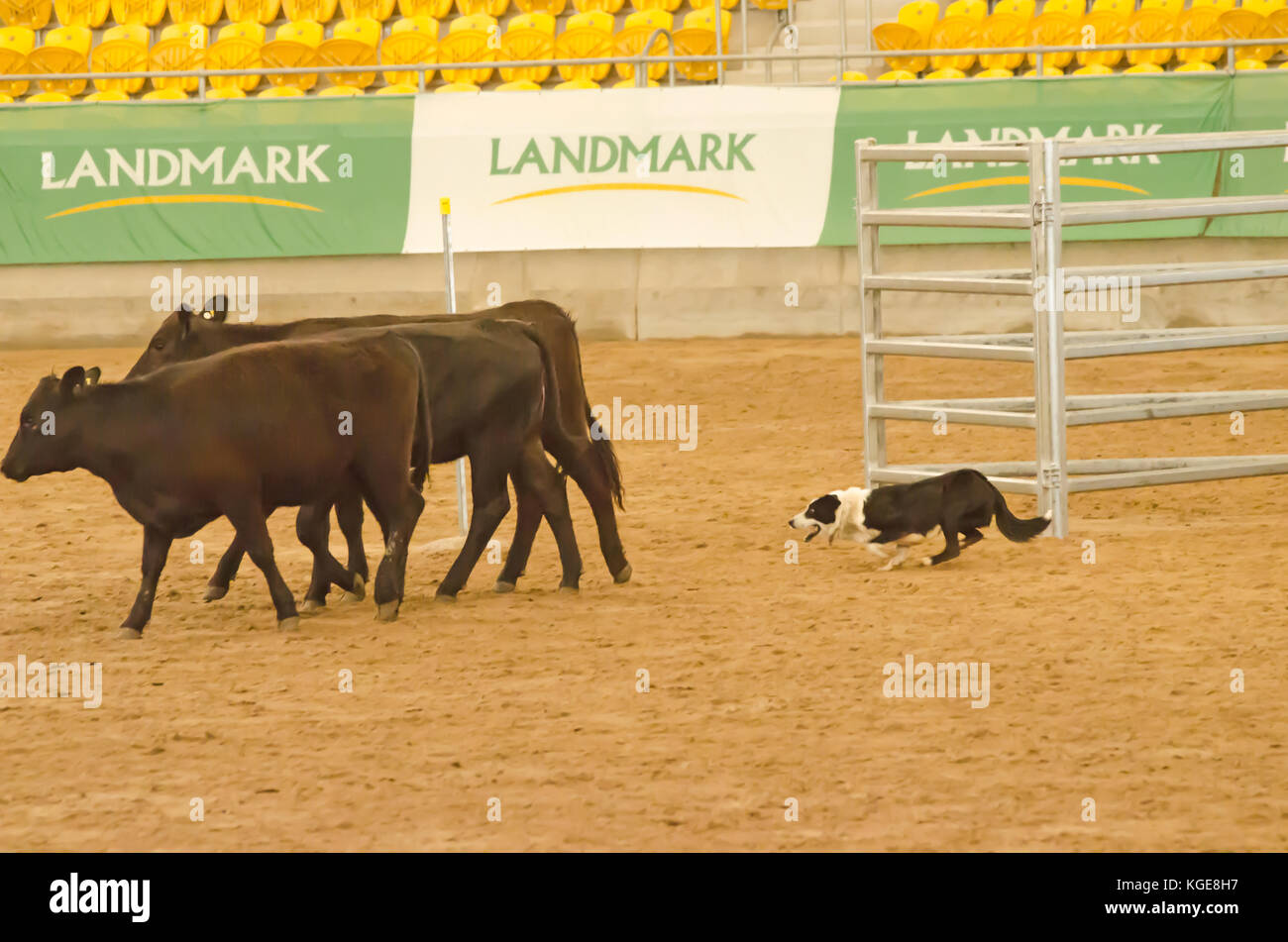 Rinder Hund Studien an einem Indoor Arena. Tamworth Australien. Stockfoto