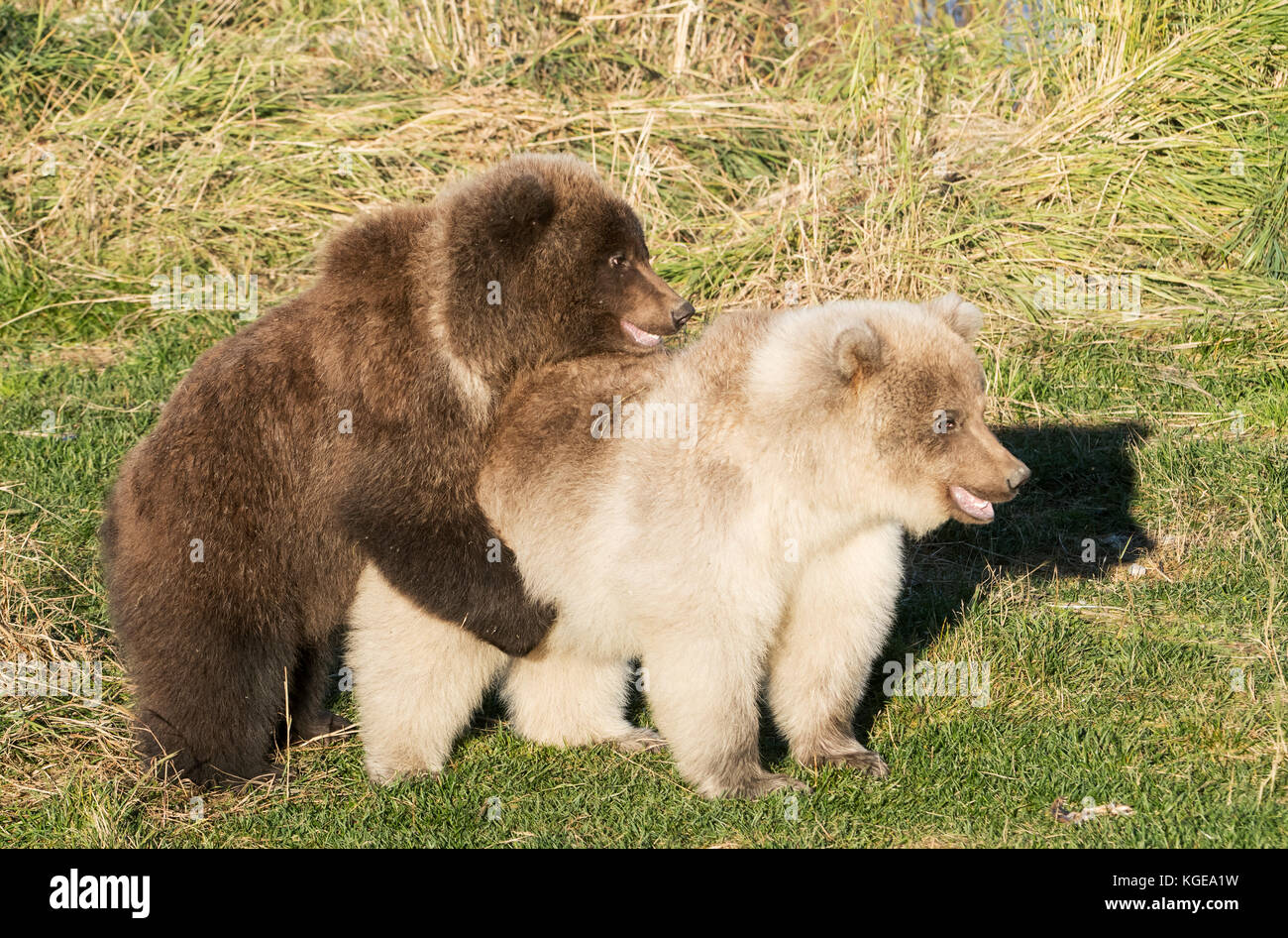 Brown bear Cubs, Herbst, Spielen, Brooks River, Katmai National Park, Alaska Stockfoto