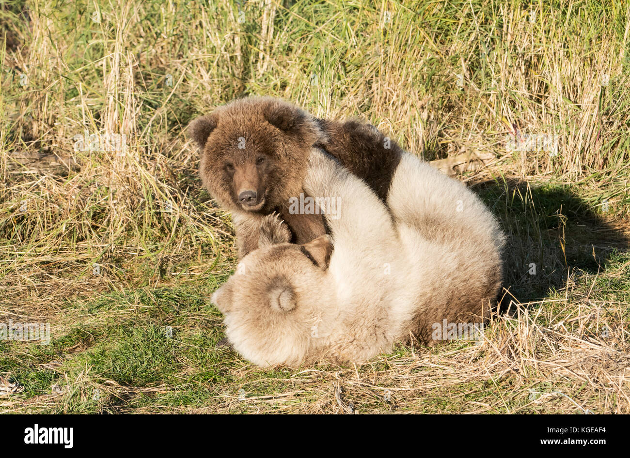 Brown bear Cubs, Herbst, Spielen, Brooks River, Katmai National Park, Alaska Stockfoto