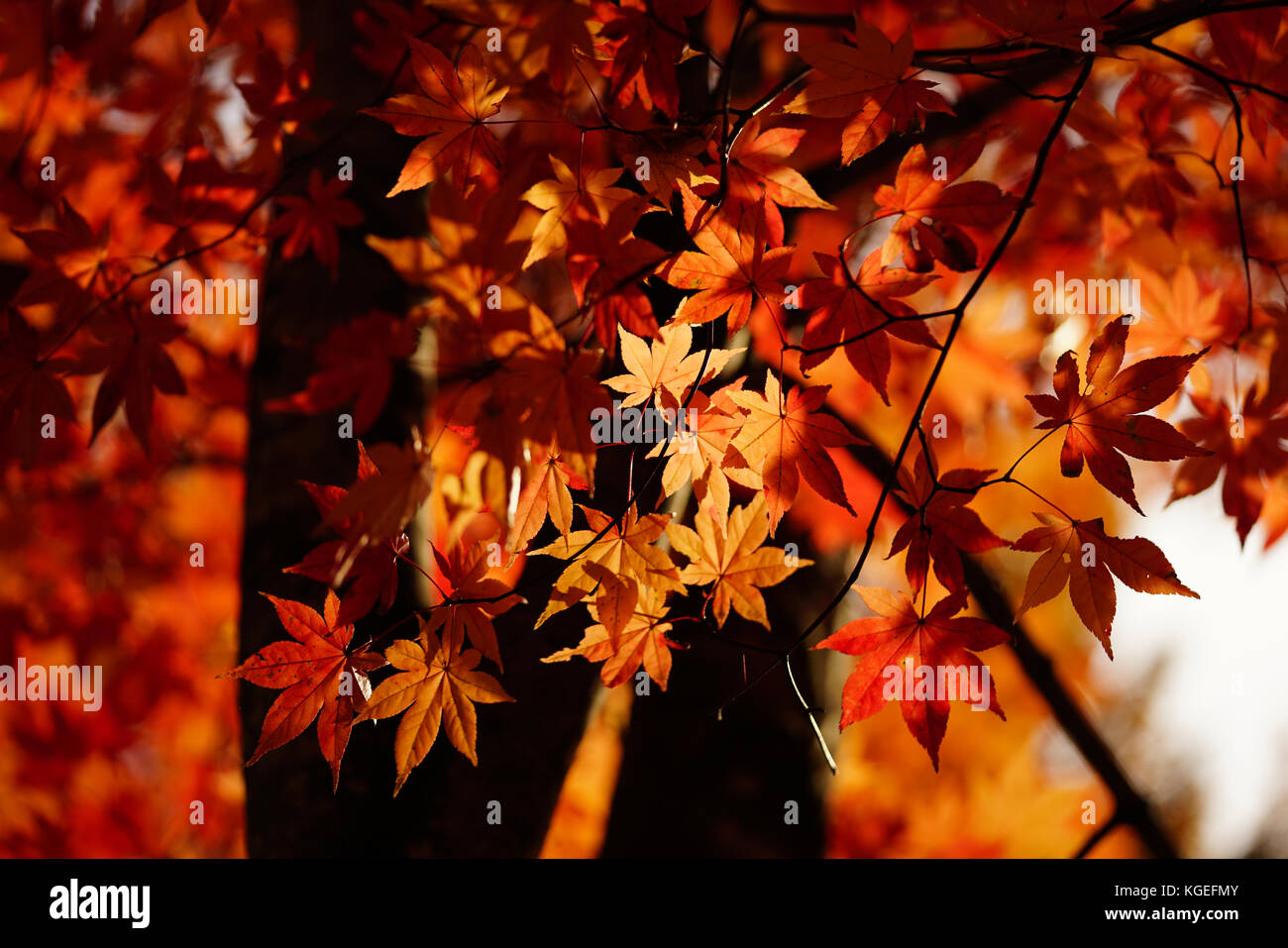 Japanische Herbst Laub Stockfoto