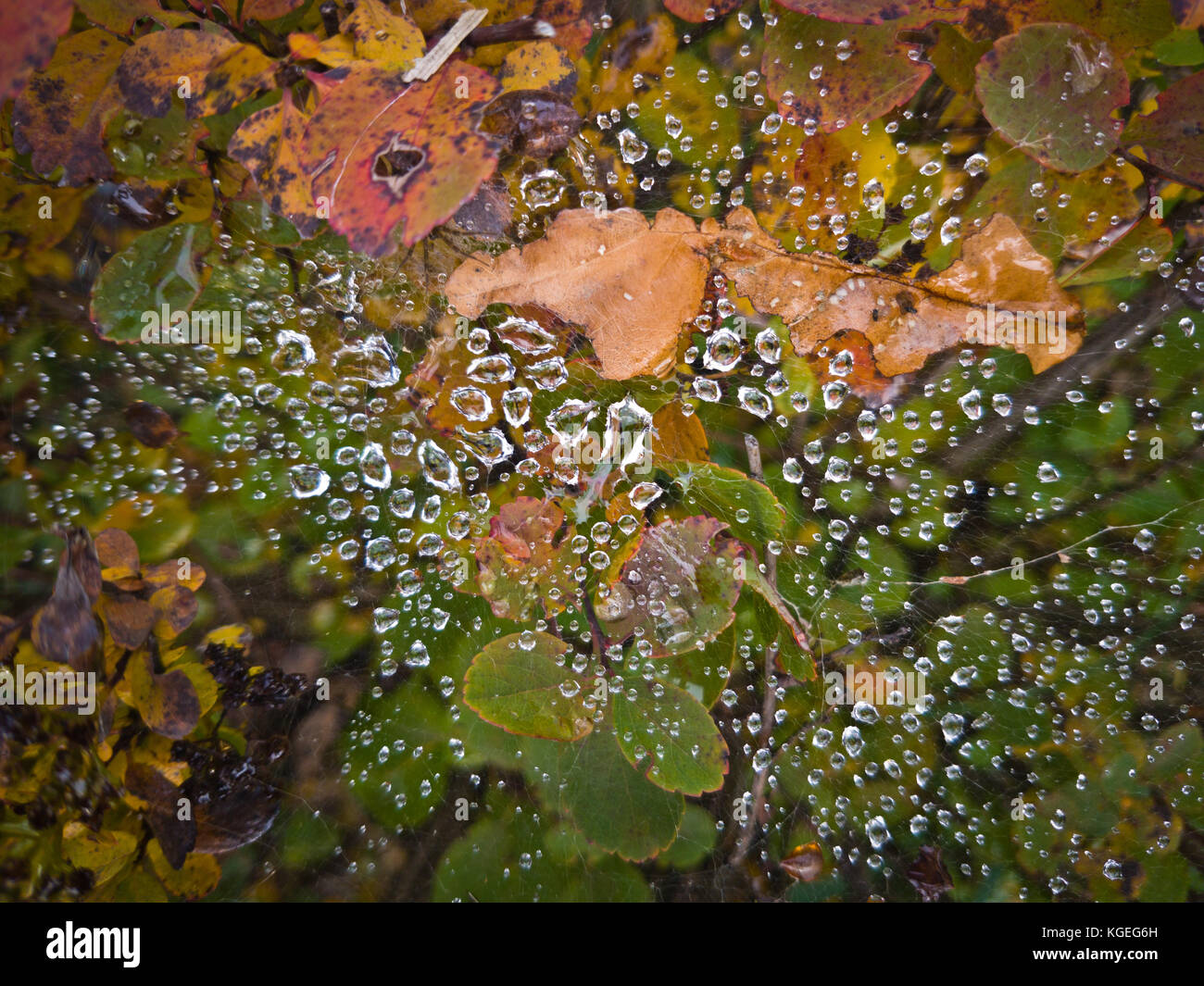 Tropfen auf dem Netz über dem herbstlichen Laub Stockfoto