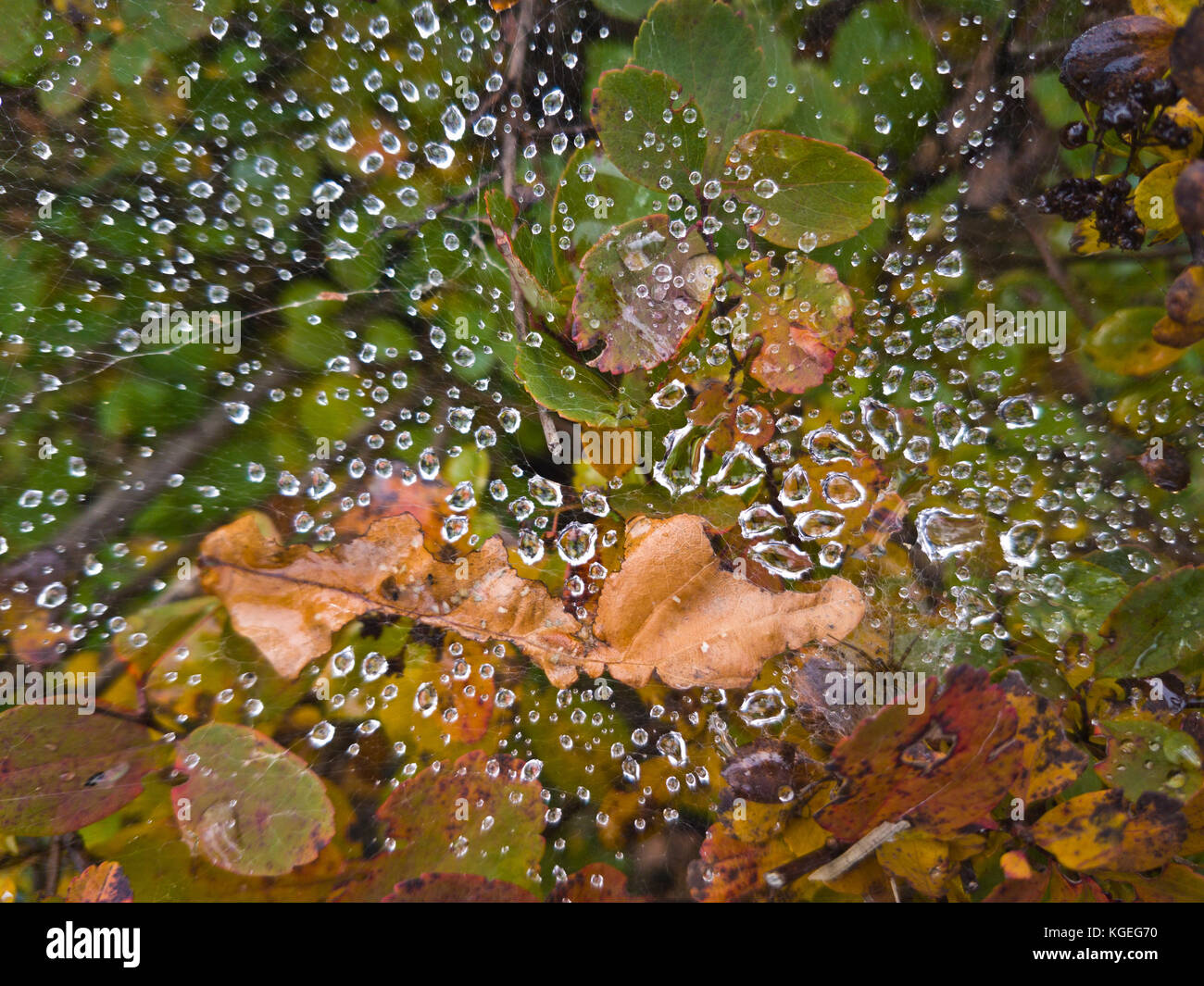 Tropfen auf dem Netz über dem herbstlichen Laub Stockfoto