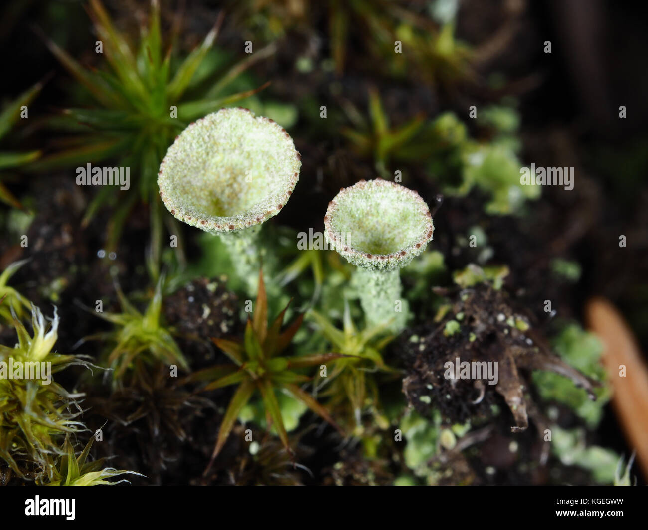 Cladonia Flechten wachsen unter Moss Stockfoto