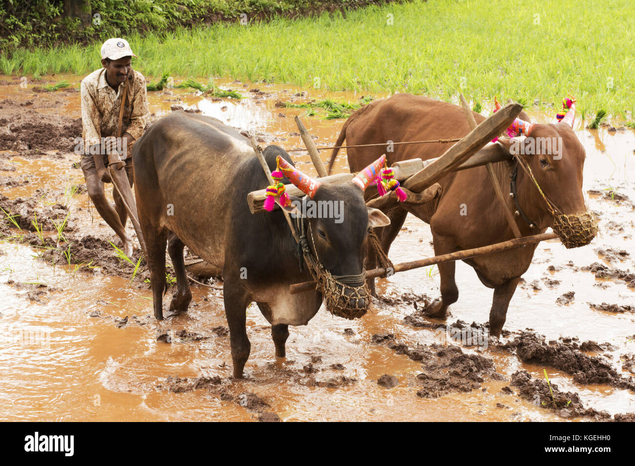 Bauern pflügen der Reisfelder mit seinen Bullen vor dem Pflanzen Reis, Pune, Maharashtra Stockfoto