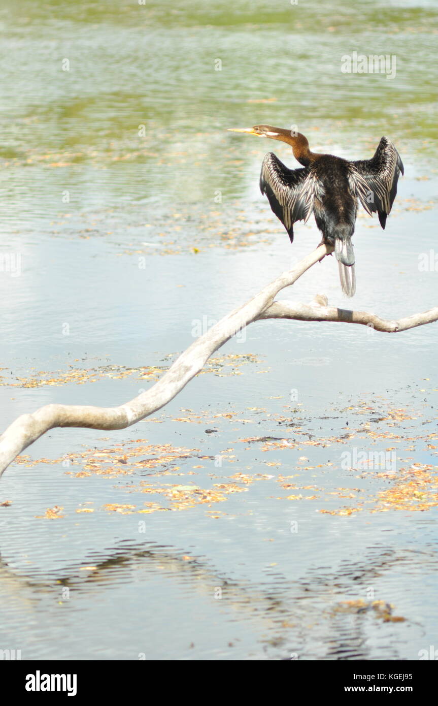 Australasian schlangenhalsvogel (anhinga novaehollandiae) und seine Reflexion thront auf einem Zweig, Townsville, Queensland, Australien Stockfoto