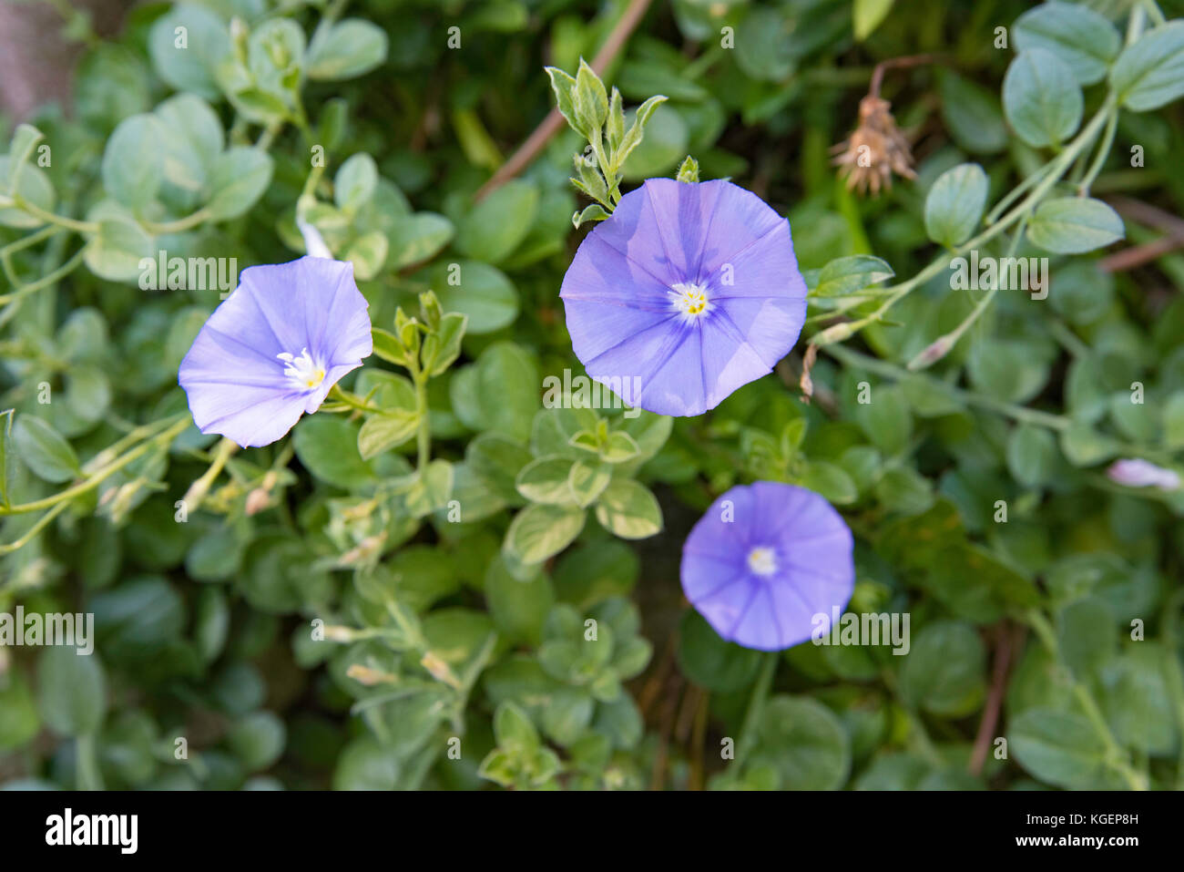Blaue Blüte in einem Sydney Convolvulus Garten Stockfoto