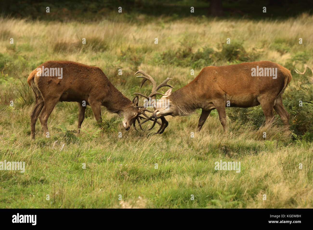 Red Deer (Cervus elaphus), Hirsche während der Brunft, England, Großbritannien Stockfoto