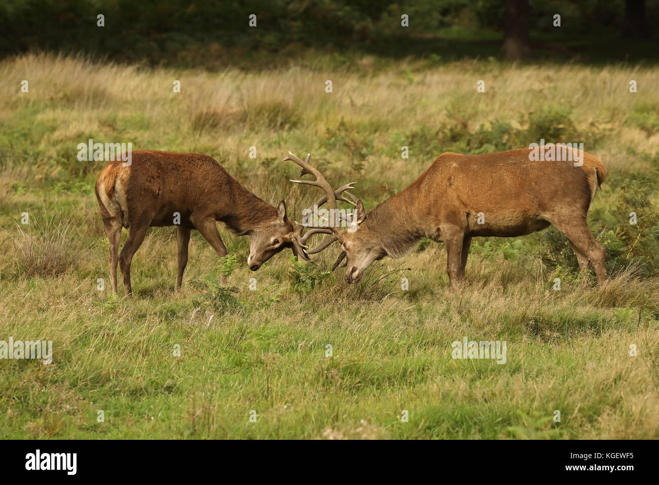 Red Deer (Cervus elaphus), Hirsche während der Brunft, England, Großbritannien Stockfoto