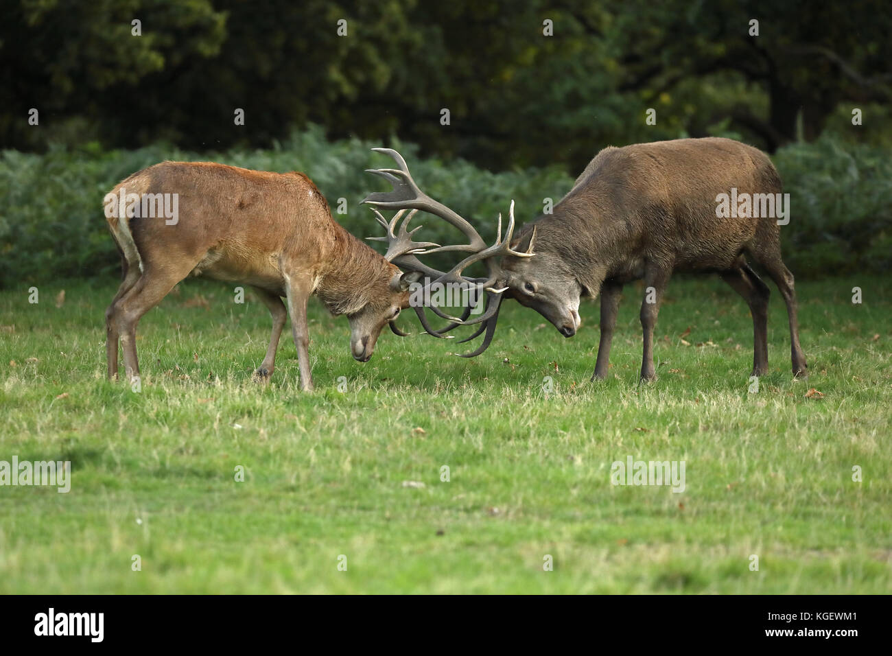 Red Deer (Cervus elaphus), Hirsche während der Brunft, England, Großbritannien Stockfoto