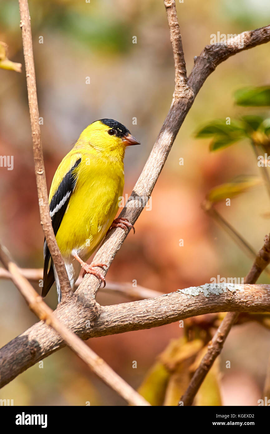 Männliche american Goldfinch auf Ast Stockfoto
