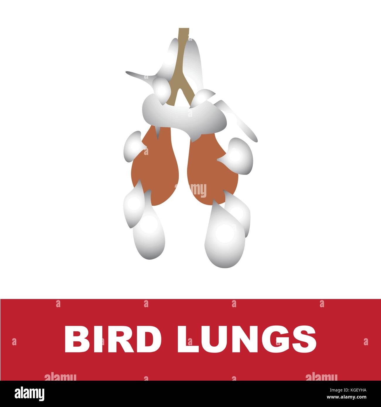 Vector Illustration der Vögel lungen auf Weiß mit Beschreibung auf rotem Hintergrund isoliert Stock Vektor