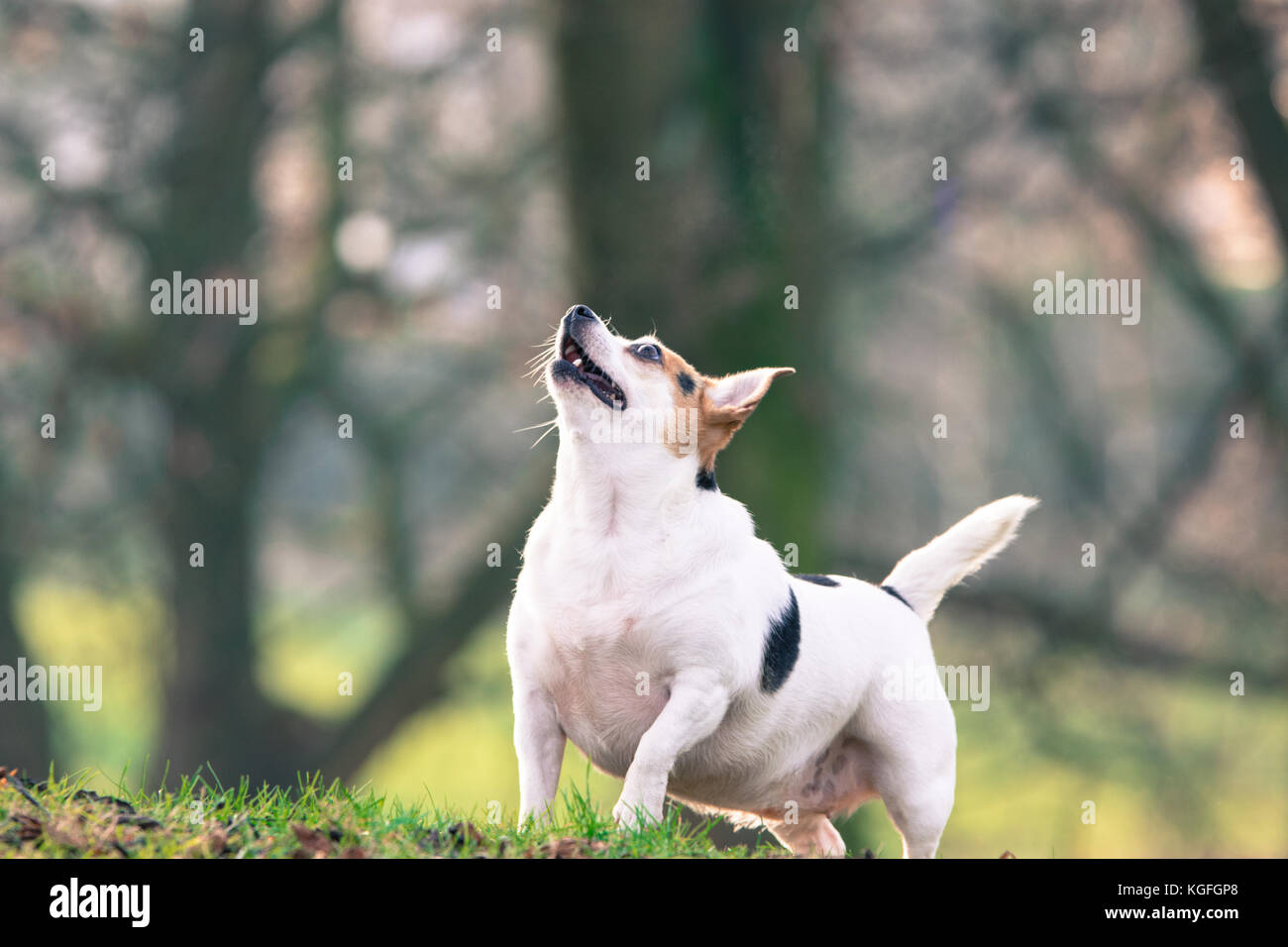 Jack russell Stockfoto