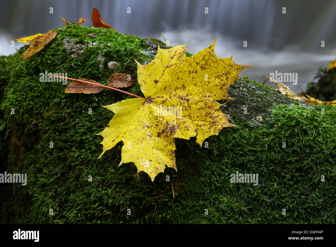 Maple Leaf auf Boulder von Moss - Detail Stockfoto