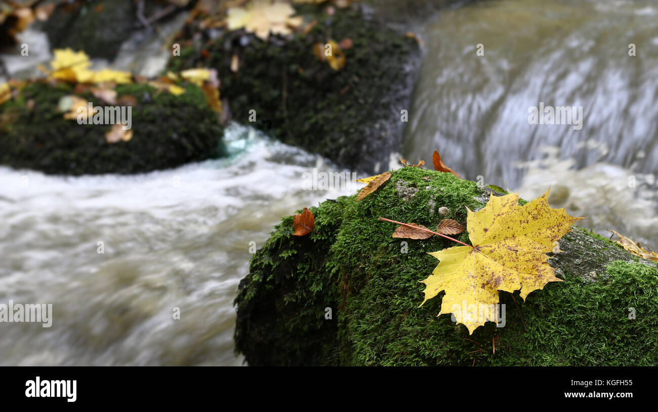 Maple Leaf auf Boulder von Moss - Detail Stockfoto