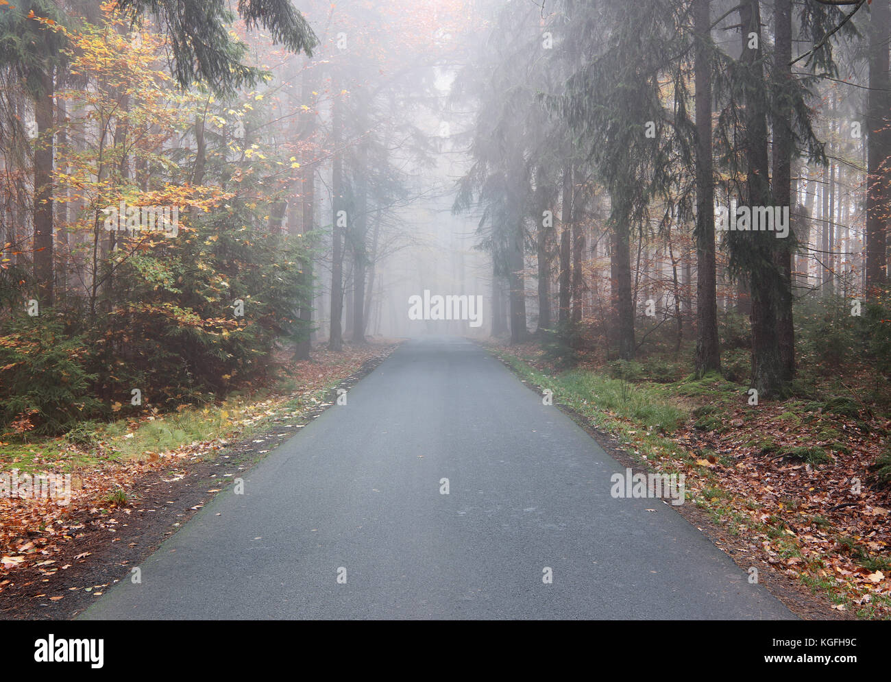 Leere asphaltierten Straße durch einen Wald im Herbst Stockfoto
