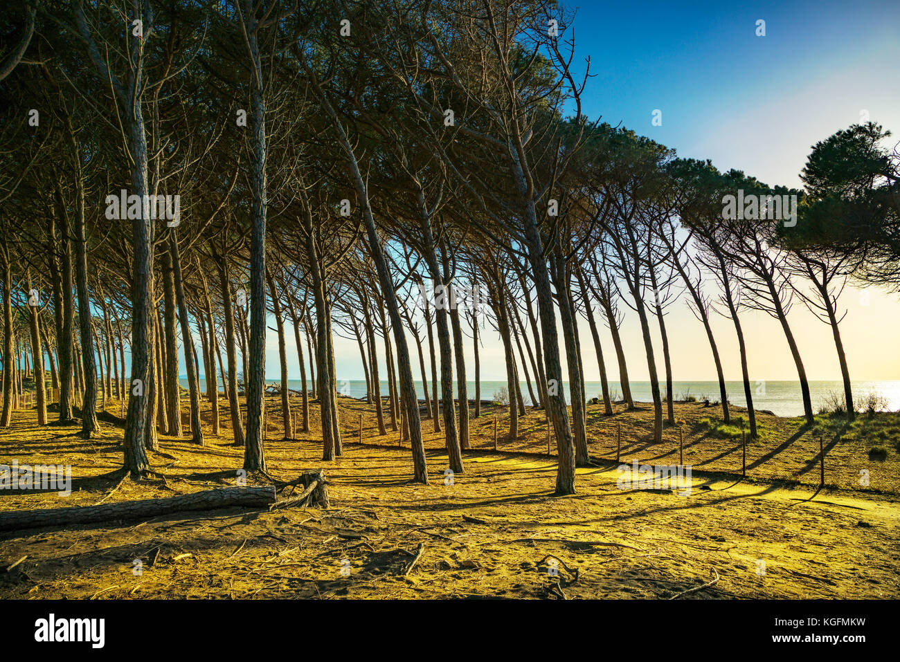 Italienische maritime Pine Tree Pinienwald und das Meer, Marina di Cecina, Maremma, Toskana, Italien Europa. Stockfoto