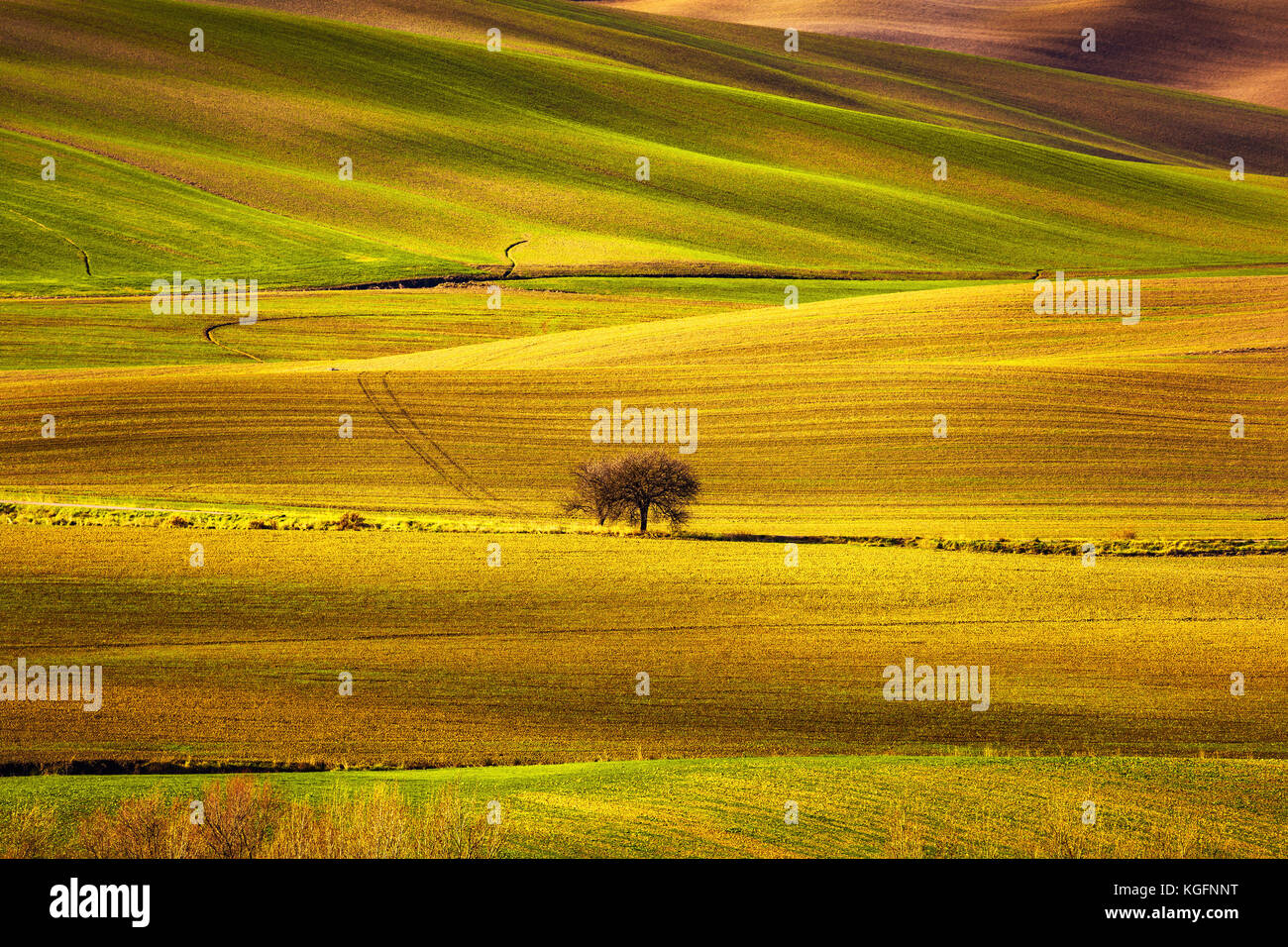 Toskana Panorama, sanfte Hügel, Felder, Wiese und einsamer Baum. Italien, Europa Stockfoto