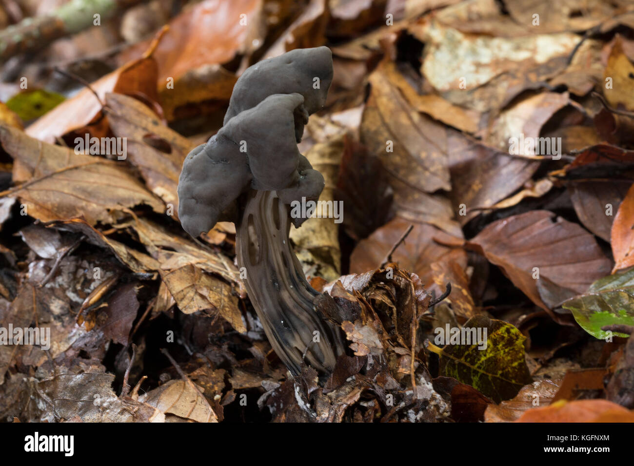 Unbekannt - lorchel, grubenlorchel, gefurchte lorchel, lorchel, Helvella lacunosa, helvella Sulcata, schiefergrau Sattel, geriffelt schwarze Elfe Sattel, Elfenhaften sa Stockfoto