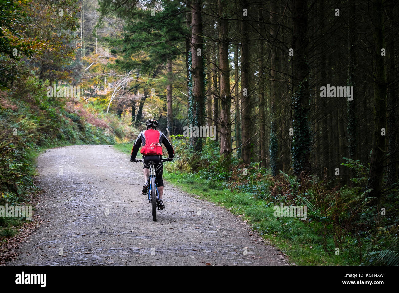 Cardinham Woods Cornwall - ein Mountainbiker reiten entlang einer Spur im Cardinham Holz in Cornwall. Stockfoto