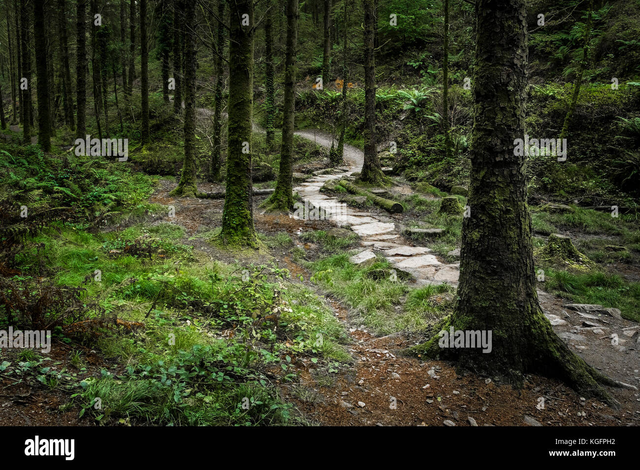 Eine Strecke, die durch Cardinham Woods in Bodmin Cornwall führt. Stockfoto