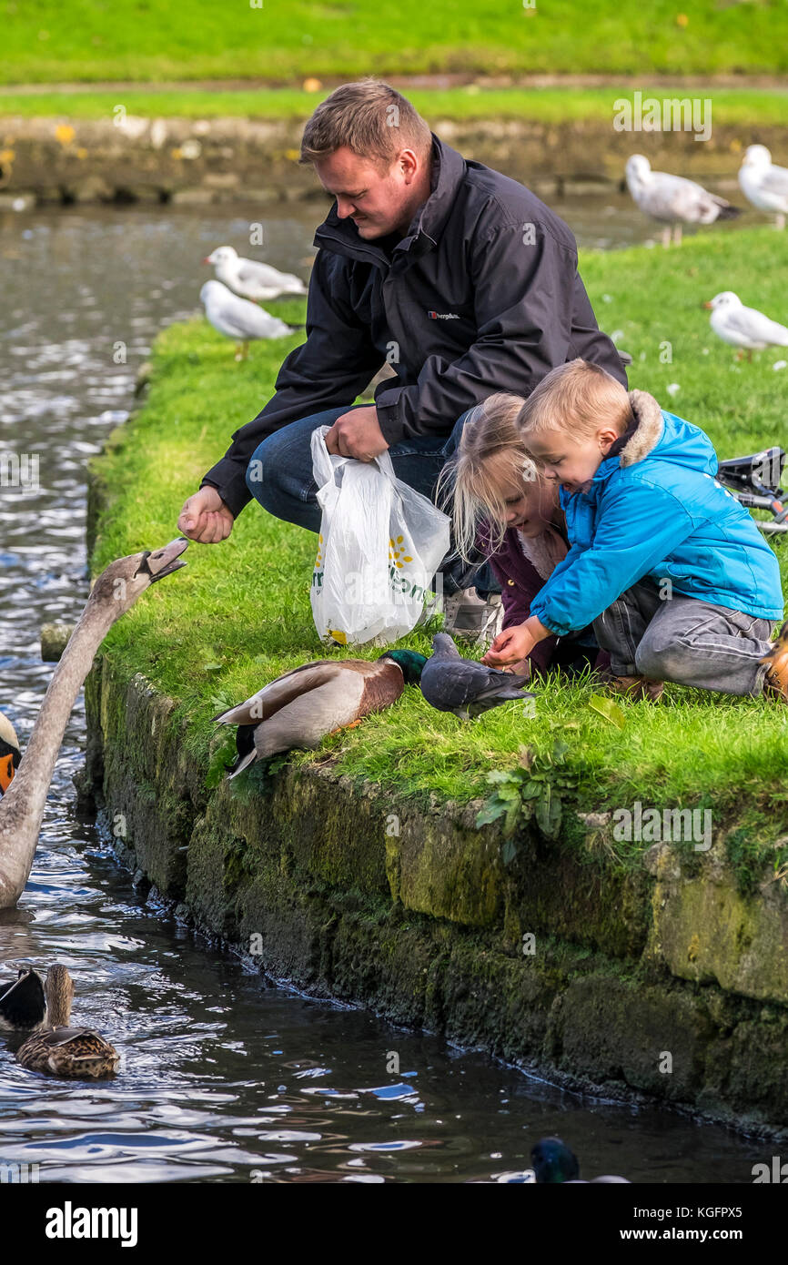 Schwäne - ein Erwachsener Vater und Kinder Familie Menschen Fütterung Schwäne Enten auf einem See. Stockfoto