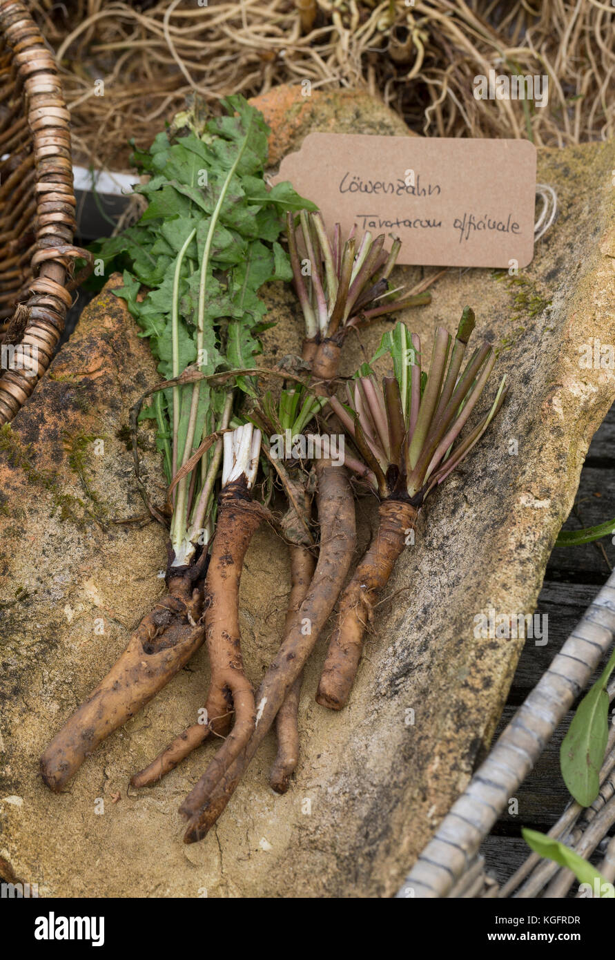 Löwenzahn-Wurzel, Löwenzahn-Wurzeln, Löwenzahnwurzel, Löwenzahnwurzeln, Wiesen-Löwenzahn, Radix Taraxaci, Taraxaci Radix, Gemeiner Löwenzahn, Wurzel, Stockfoto