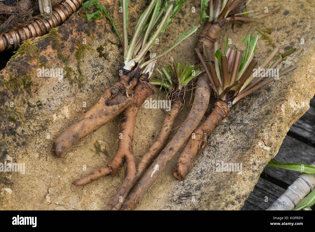 Löwenzahn-Wurzel, Löwenzahn-Wurzeln, Löwenzahnwurzel, Löwenzahnwurzeln, Wiesen-Löwenzahn, Radix Taraxaci, Taraxaci Radix, Gemeiner Löwenzahn, Wurzel, Stockfoto