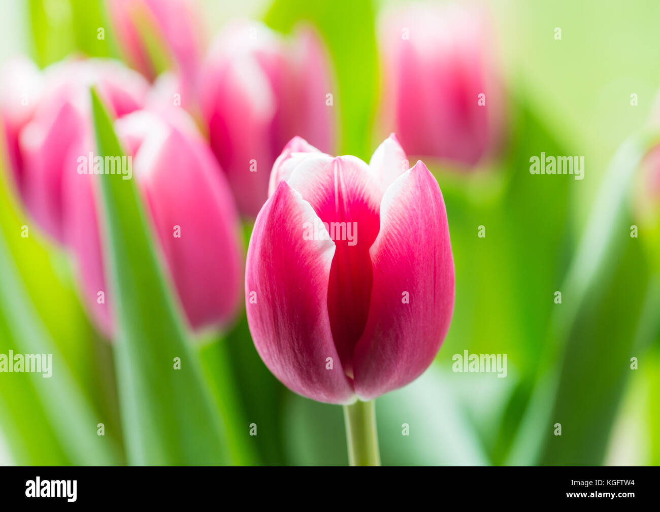 Ein Makro geschossen von einige rote Tulpe Blüten. Stockfoto