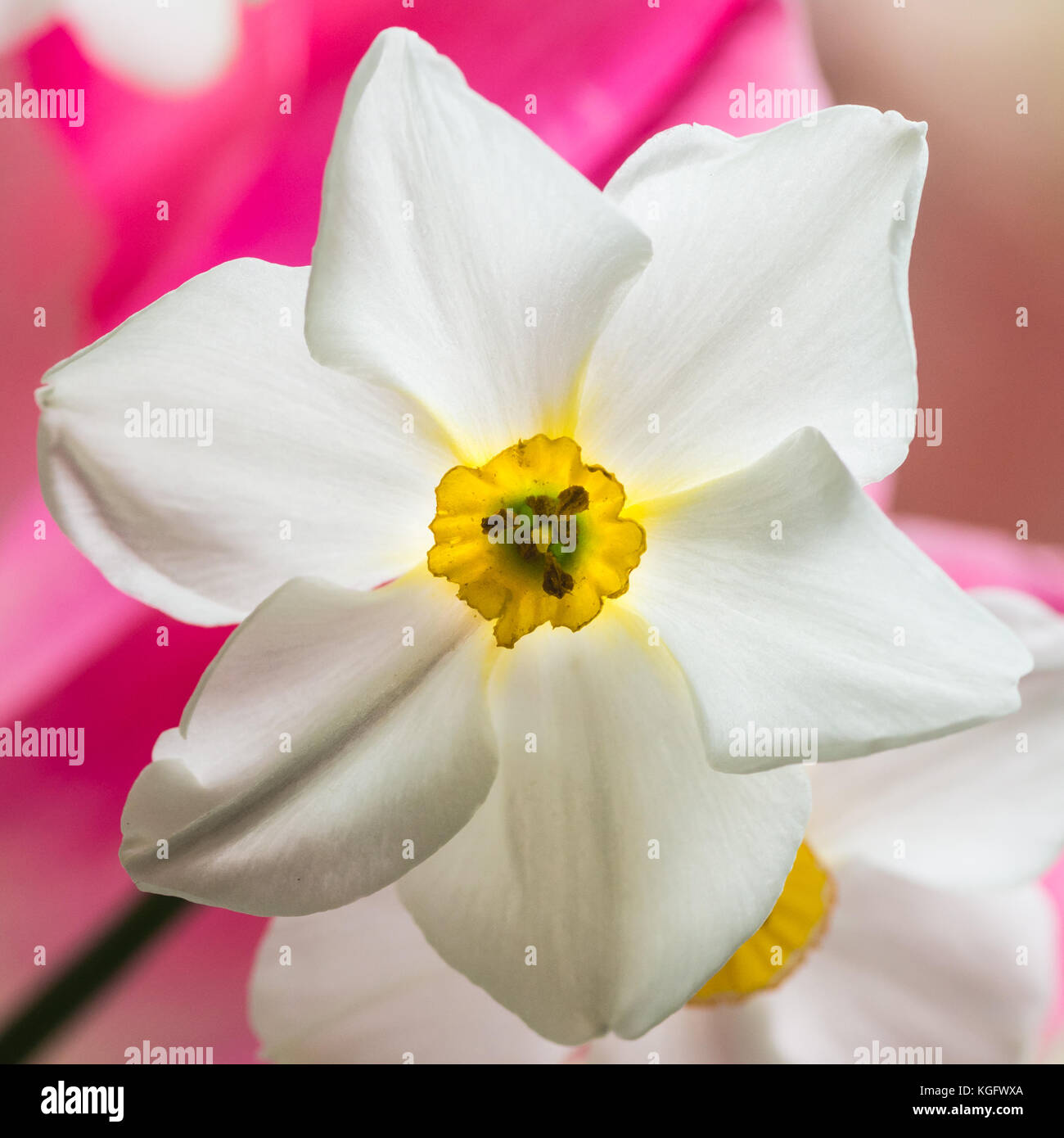 Eine Makroaufnahme eines weißen Narzisse Blüte. Stockfoto