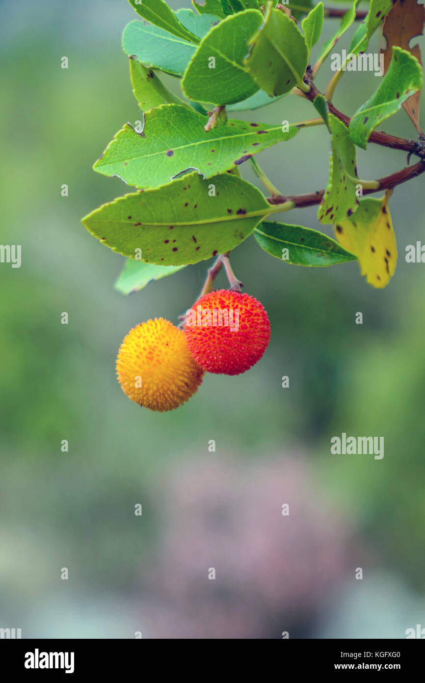 Ornage und rote Früchte auf Erdbeerbaum, Peleponnese, Griechenland Stockfoto