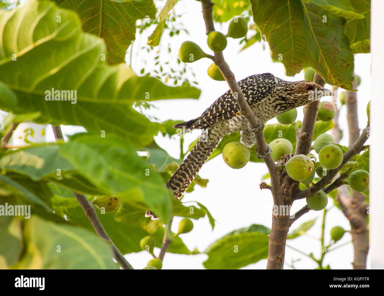 Vögel in der Natur Stockfoto