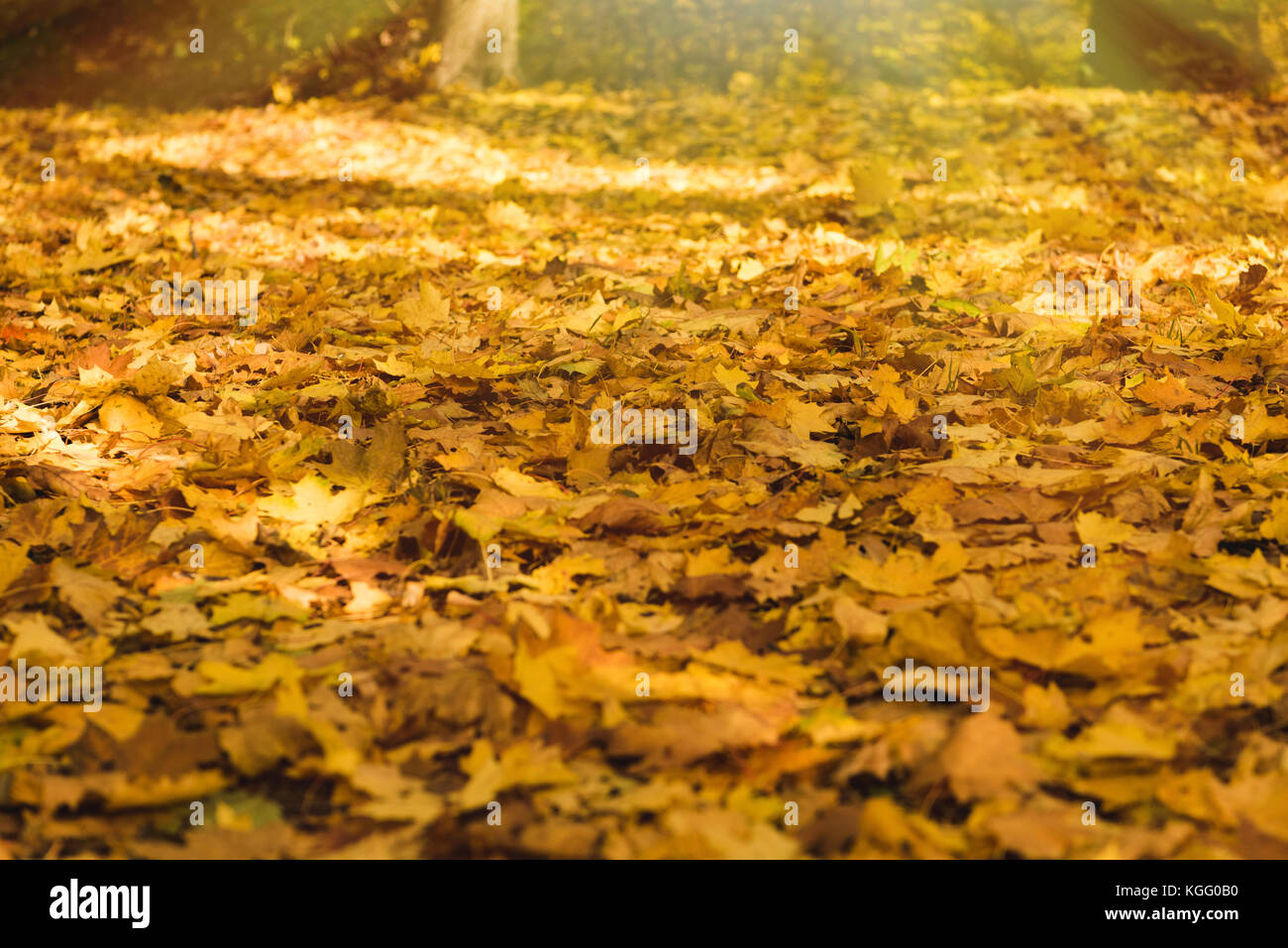 Gefallenen goldene Blätter Park Stockfoto