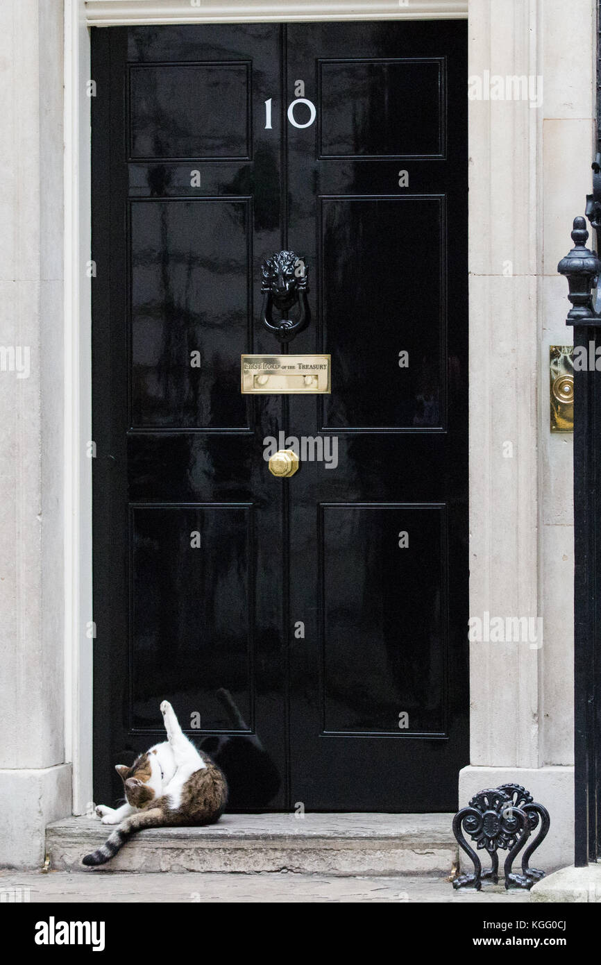 London, Großbritannien. November 2017. Larry, Chief Mouser von 10 Downing Street, preens sich selbst, als er vor der Tür kurz vor einem Treffen zwischen wartet Stockfoto