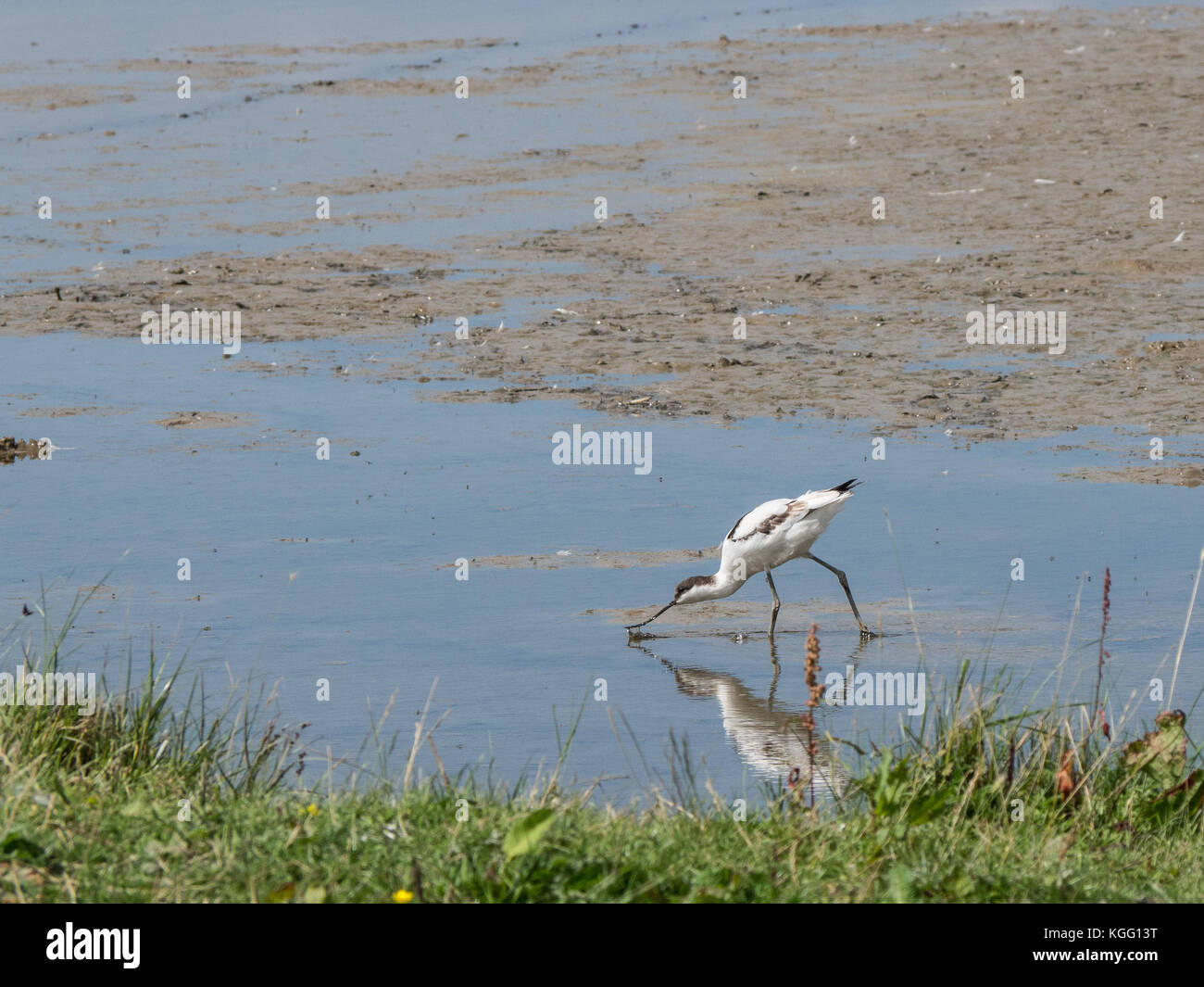 Säbelschnäbler Fütterung im flachen Wasser bei Cley Sümpfe Stockfoto