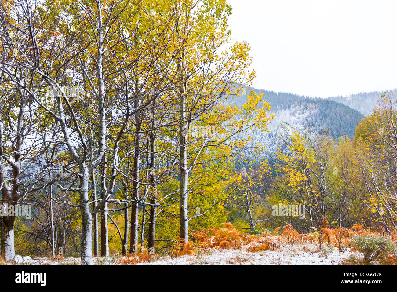 Rhodopen Gebirge, Bulgarien Stockfoto