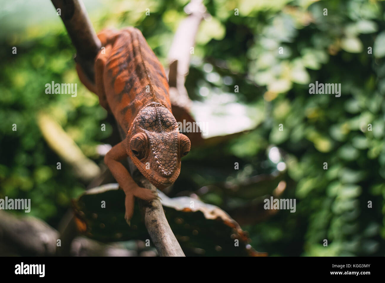 Orange Chamäleon sitzt auf Pflanze Stengel im Zoo. Stockfoto