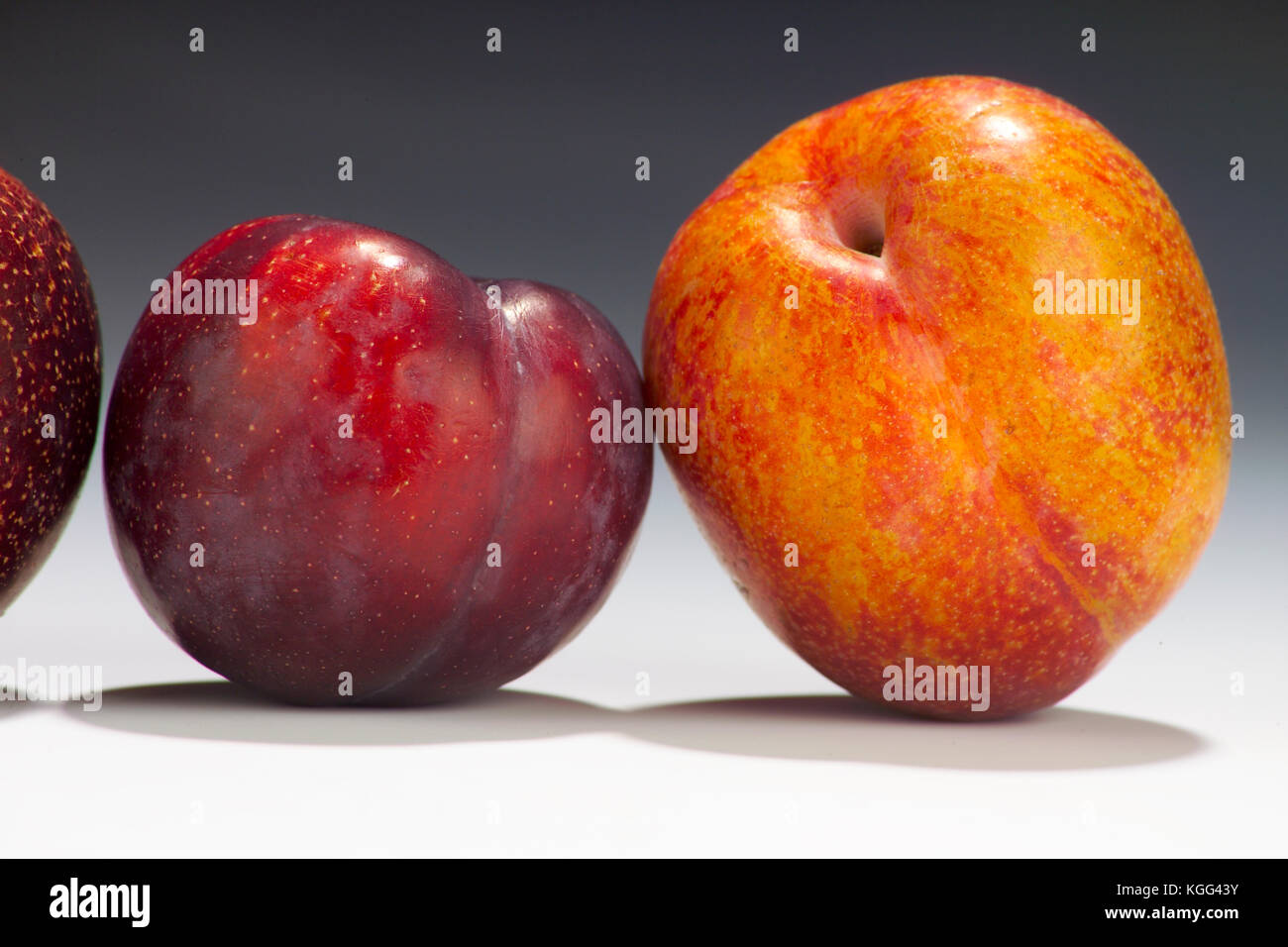 Nahaufnahme der PFLAUME UND PLUOT IM STUDIO PFLAUME (LINKS) UND EXPLOSIVEN GESCHMACK PLUOT (rechts) Stockfoto
