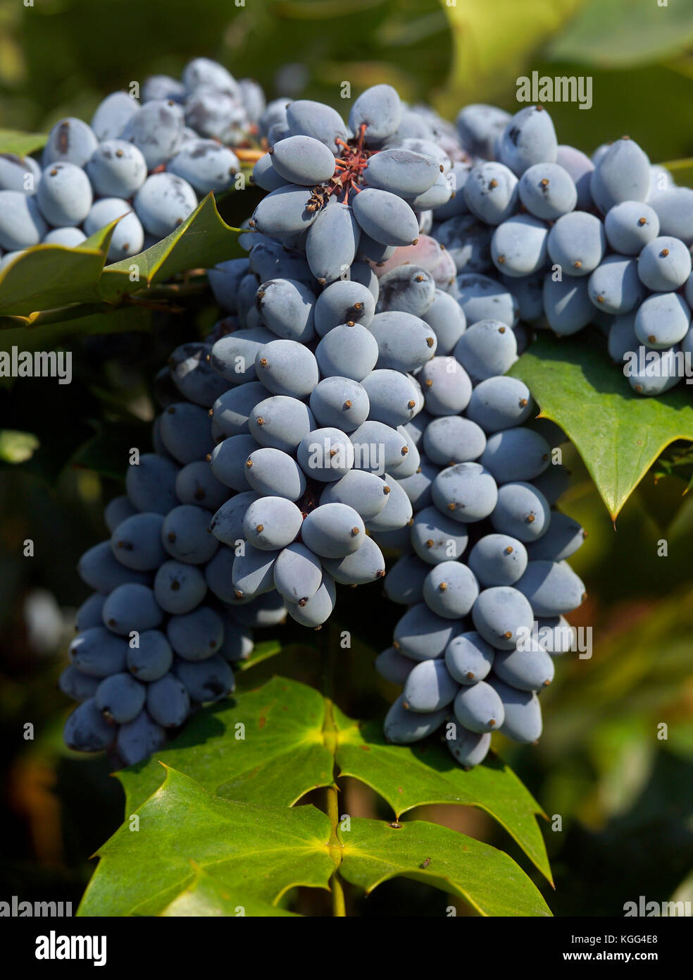 Ein dekorativer Strauch AKA Mahonie (Mahonia aquifolium STECHPALME TRAUBE) FRUCHT NAHAUFNAHME Stockfoto