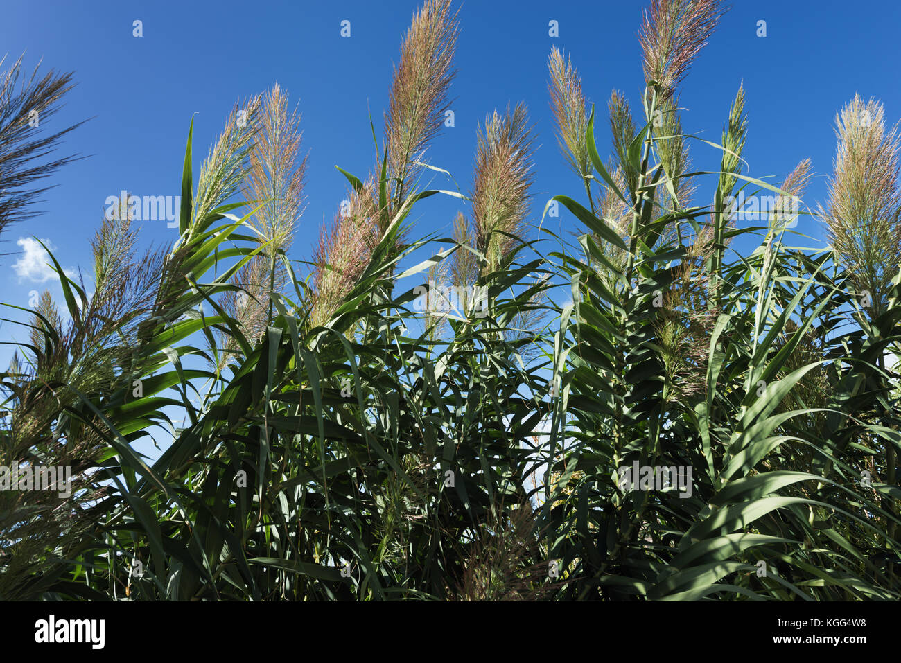 Arundo Donax (giant Zuckerrohr) auf Malta Stockfoto