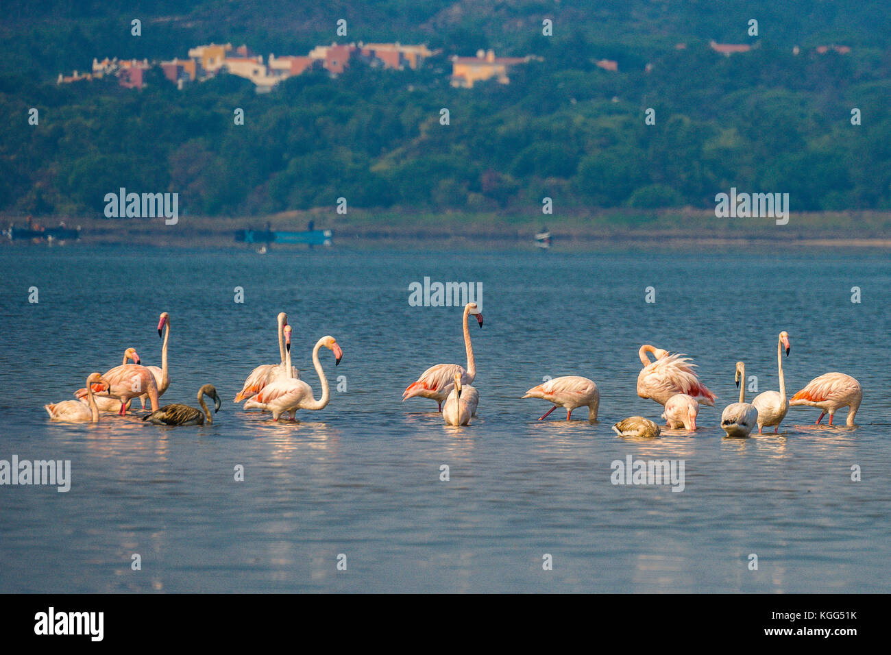 Flamingos Fütterung auf einem nebligen Lagune von Óbidos, Portugal Stockfoto